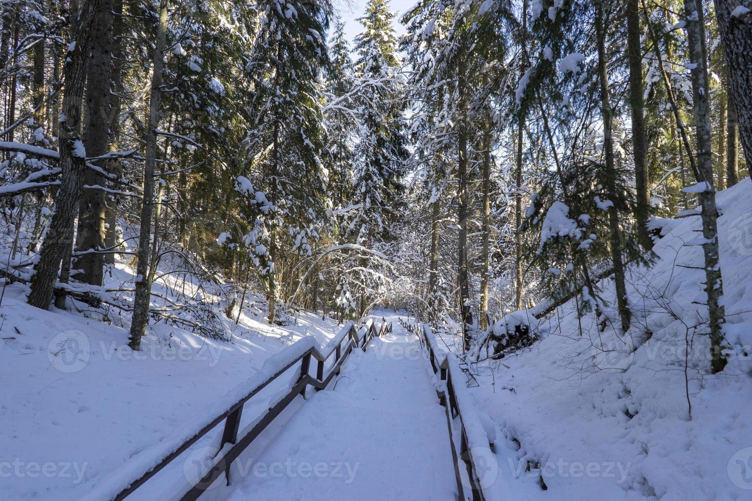 forêt d'hiver en biélorussie, sentier écologique des lacs bleus photo