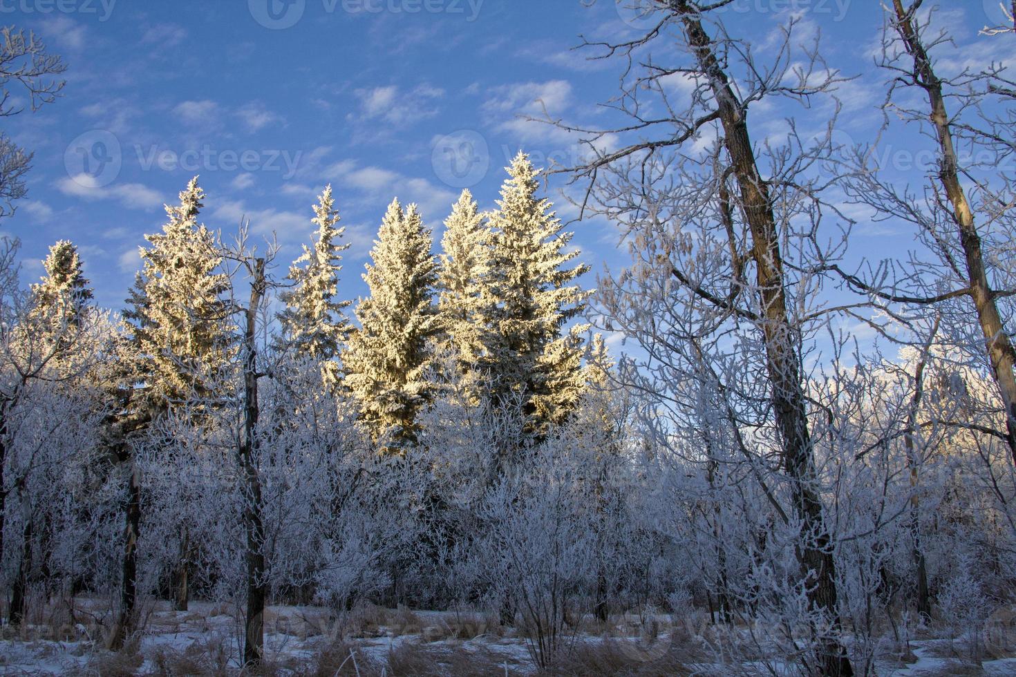 gel hiver saskatchewan photo