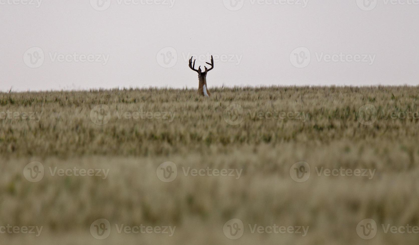 cerf mulet des prairies photo