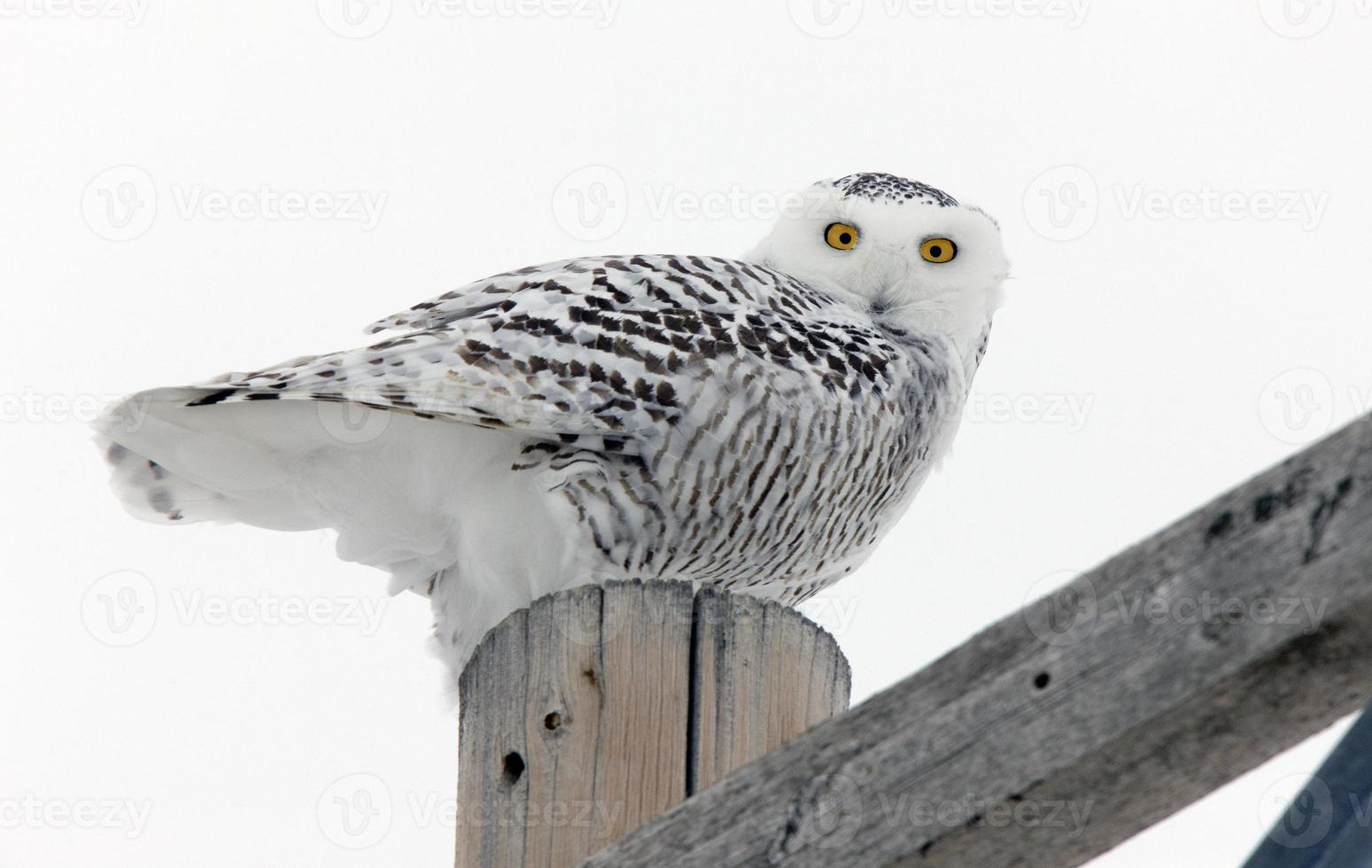 harfang des neiges hiver canada photo