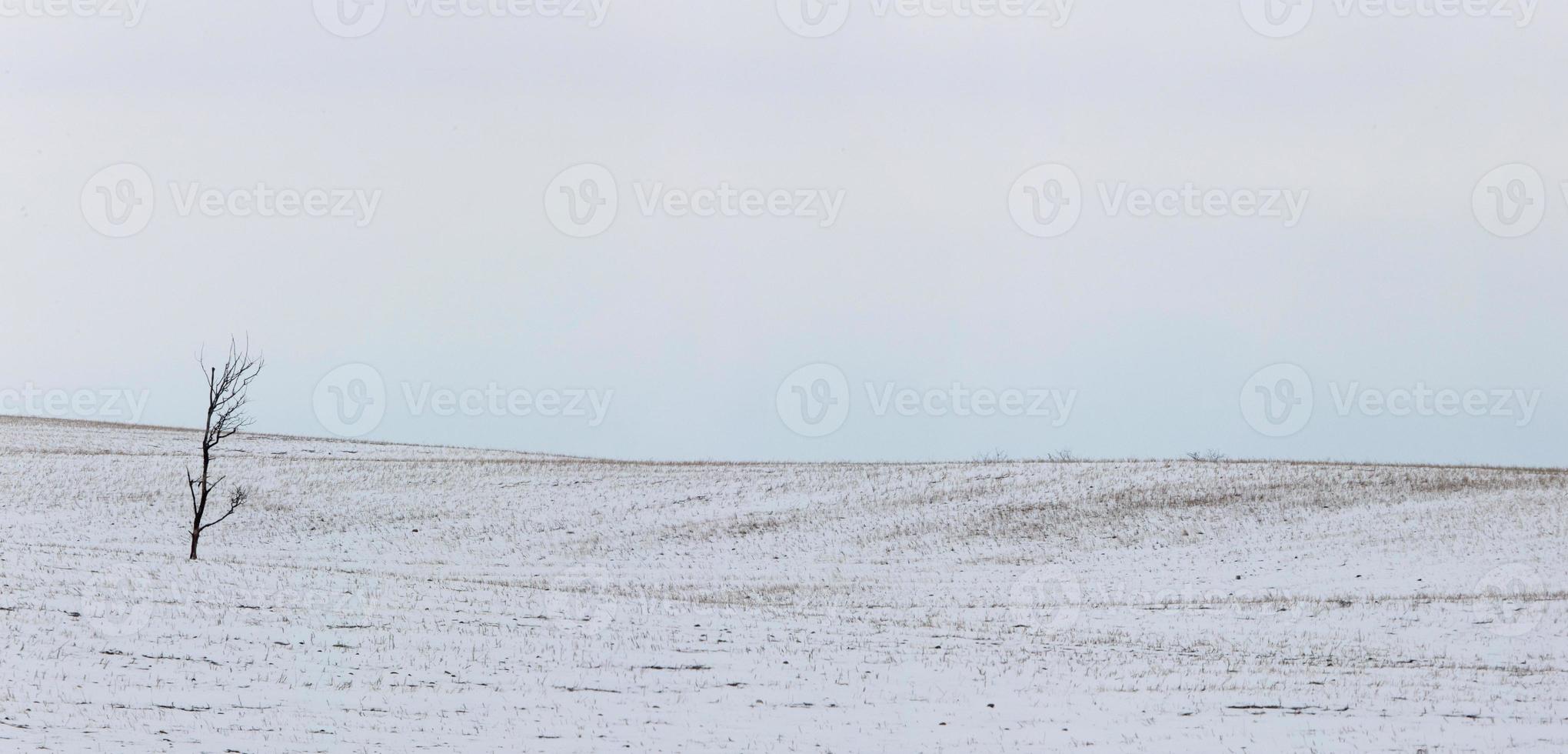paysage prairie de la saskatchewan photo