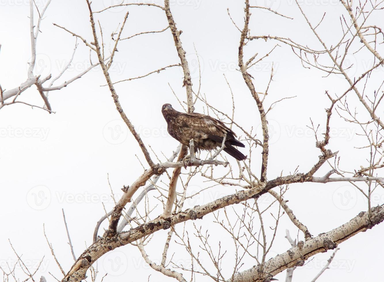 aigle royal canada photo