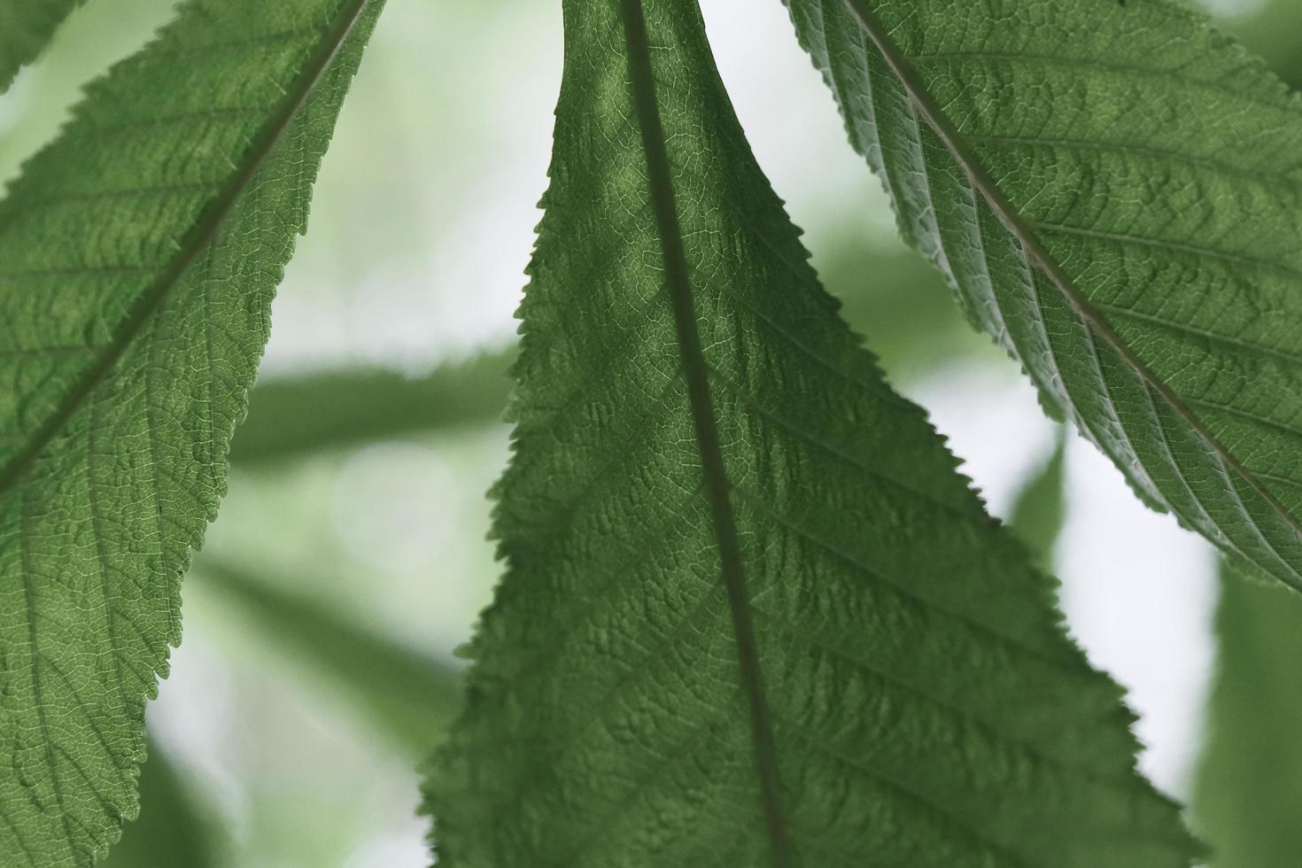 grandes feuilles de châtaignier fraîches en gros plan, à l'extérieur dans le jardin de printemps photo