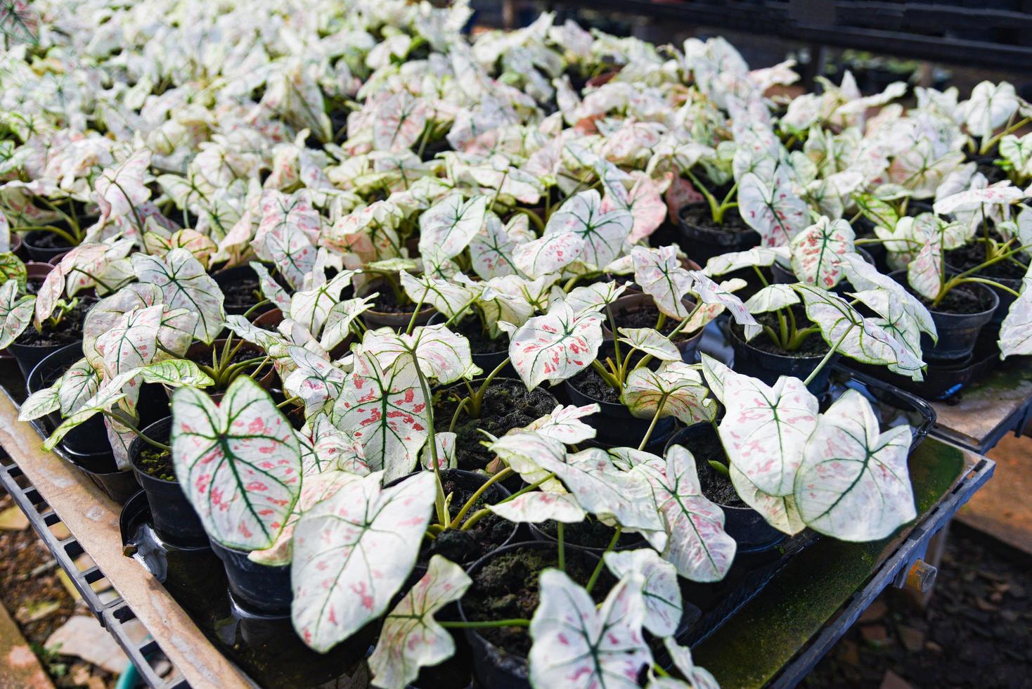 caladium bicolor feuille plante, feuilles colorées en pot plante ornementale dans le jardin divers types reine des plantes à feuilles, feuilles tachetées aglaonema concept de plante de rempotage photo