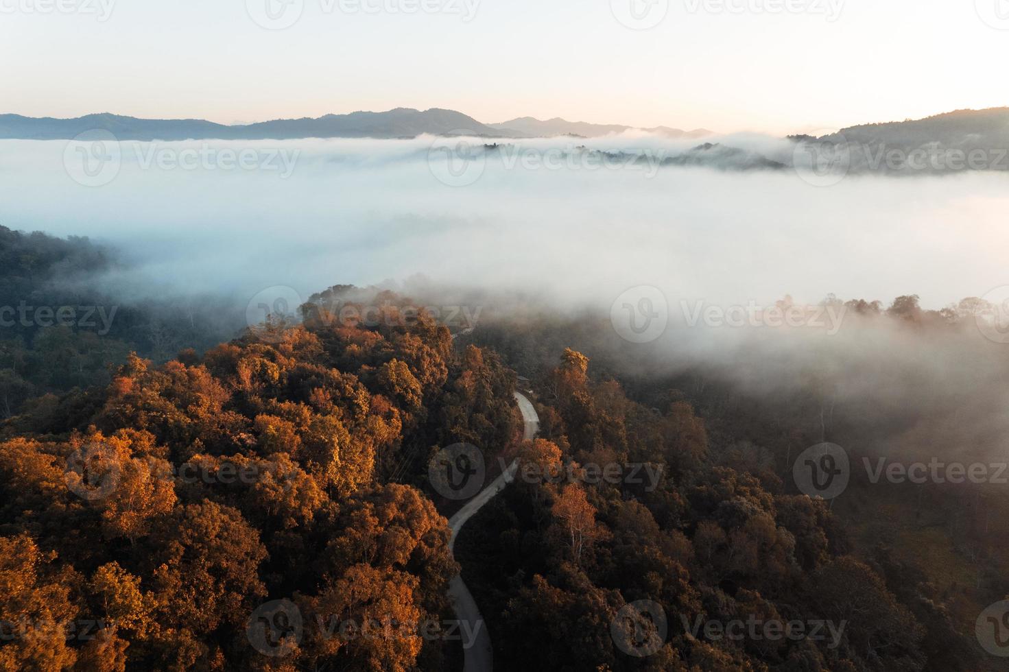 brouillard matinal doré dans la forêt photo