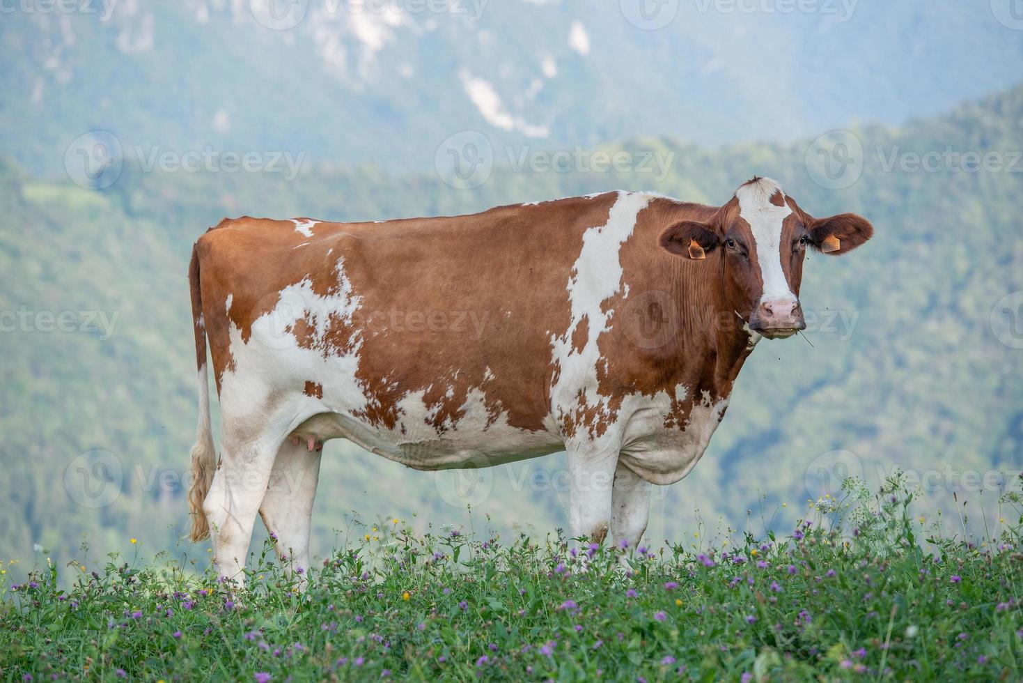 vache en train de paître photo