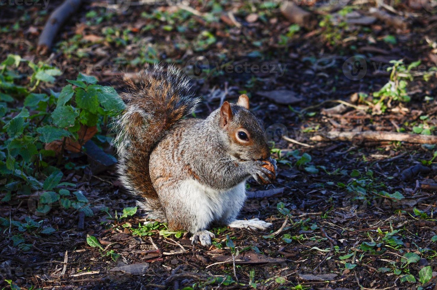 animal mammifère écureuil roux photo