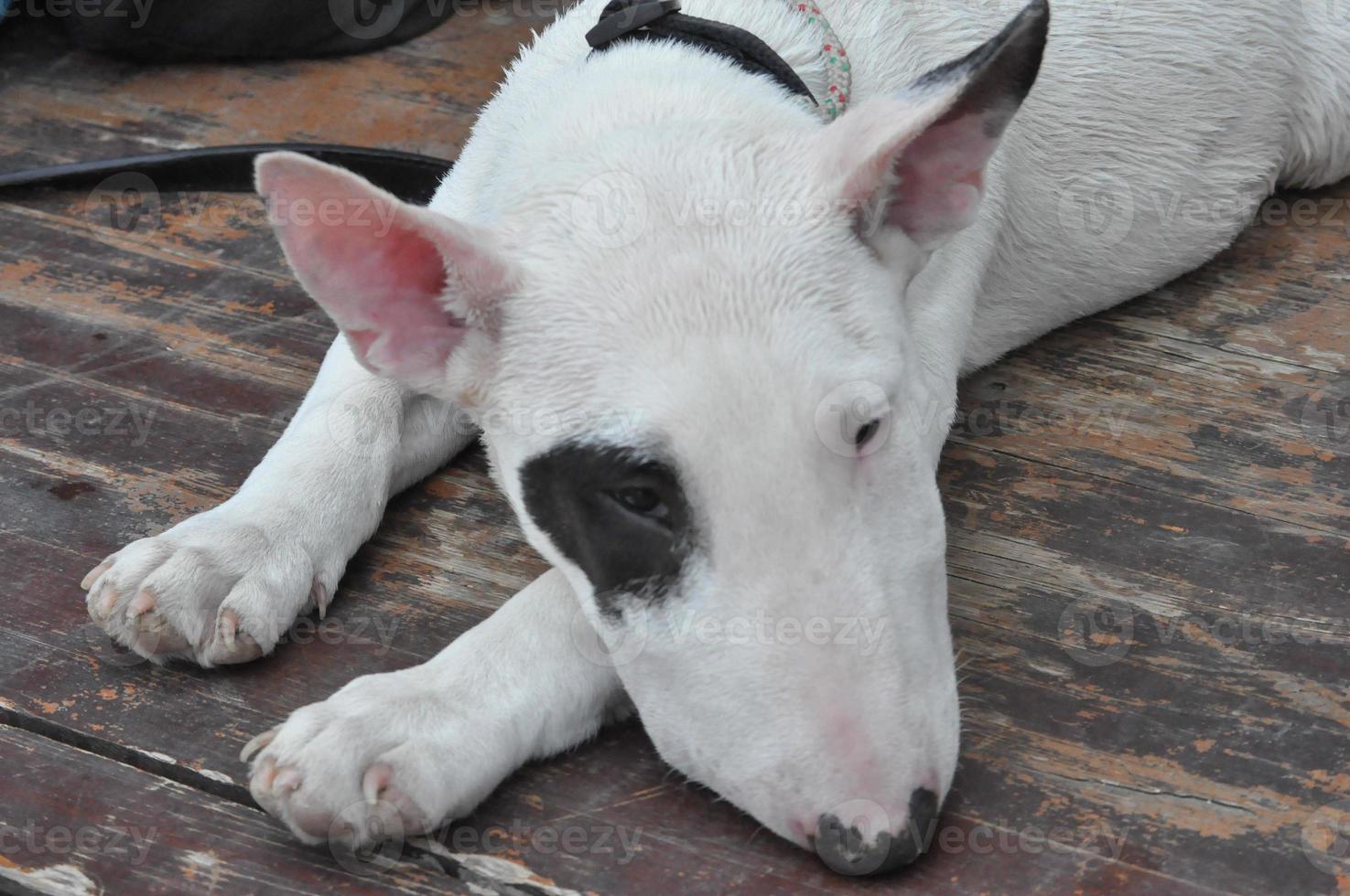 chien bull-terrier photo