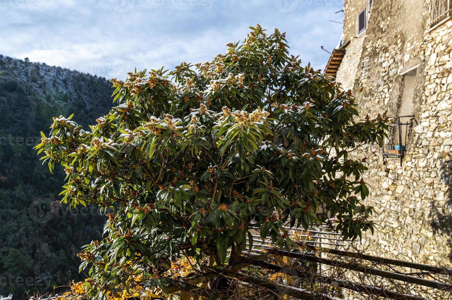 néflier fruitier avec de la neige photo