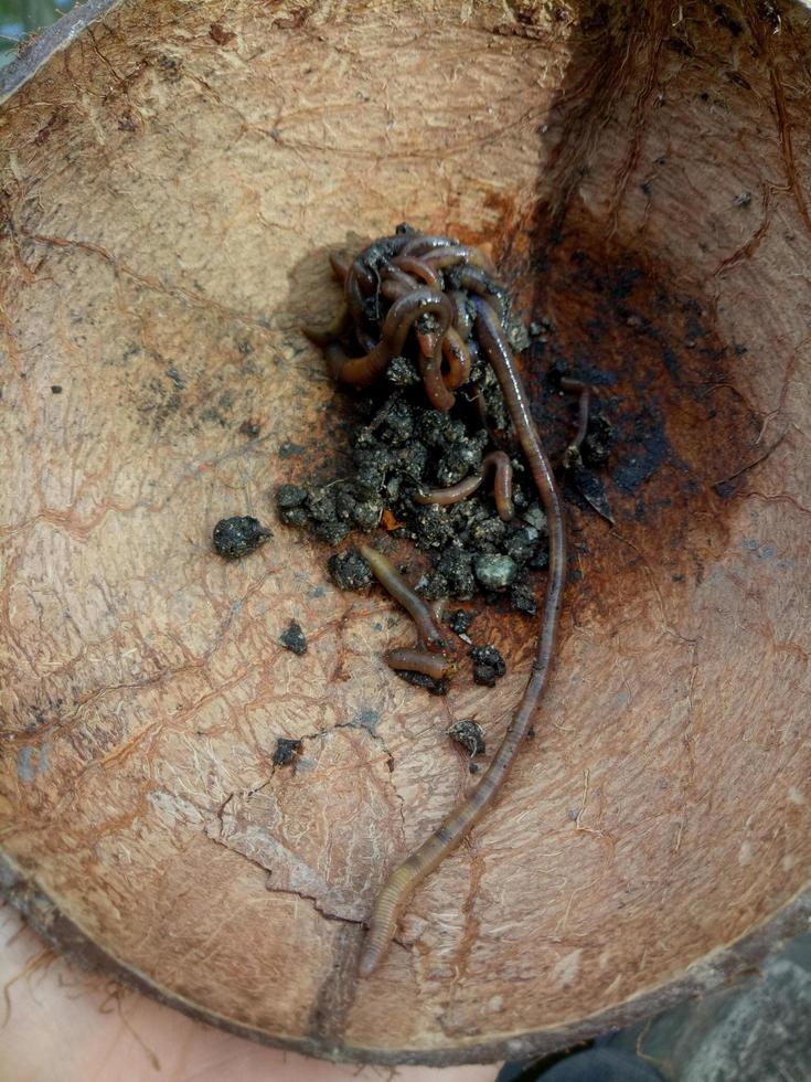 vers de terre placés dans des coquilles de noix de coco. les vers de terre sont couramment utilisés comme appâts pour la pêche photo