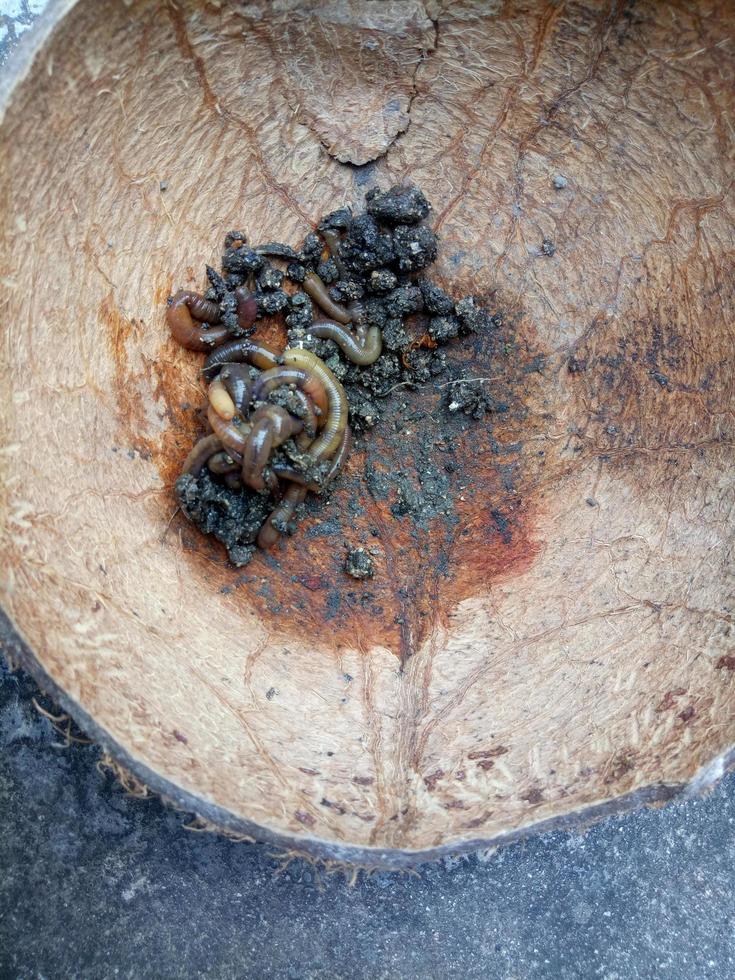 vers de terre placés dans des coquilles de noix de coco. les vers de terre sont couramment utilisés comme appâts pour la pêche photo