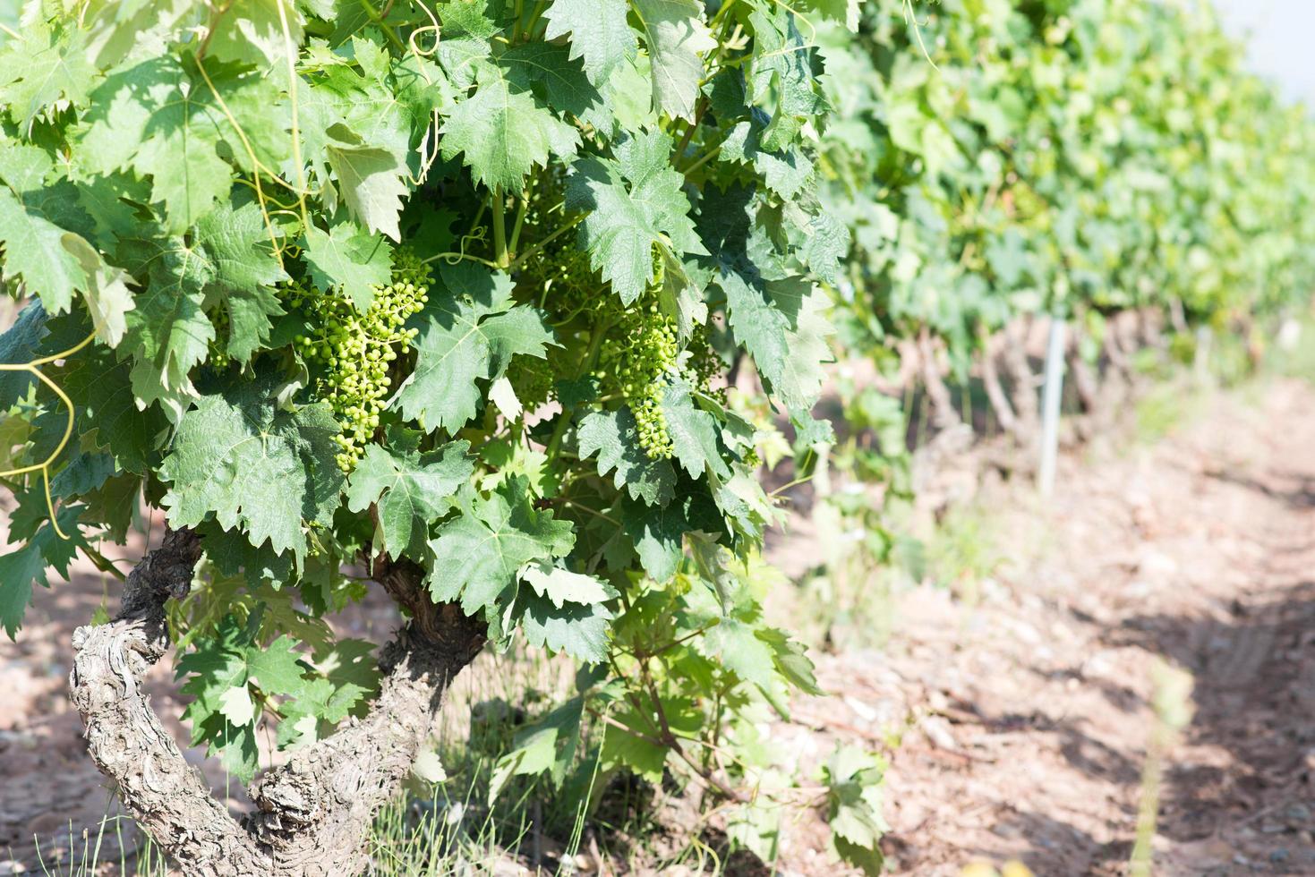 gros plan de raisins poussant dans un vignoble près de logroño, espagne photo