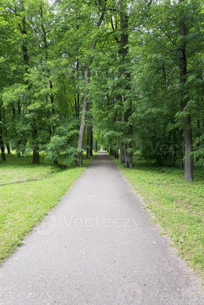 tsarskoïe selo pouchkine, st. petersburg, allée dans le parc, arbres et arbustes, sentiers pédestres. photo