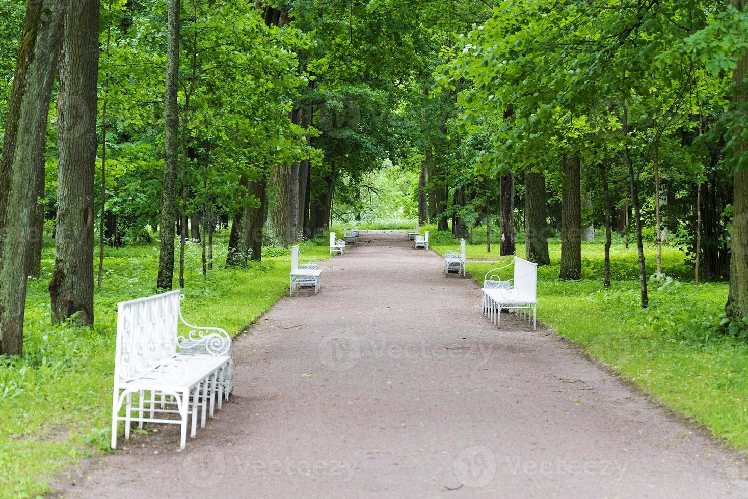 parc d'été avec bancs blancs et sentiers. photo