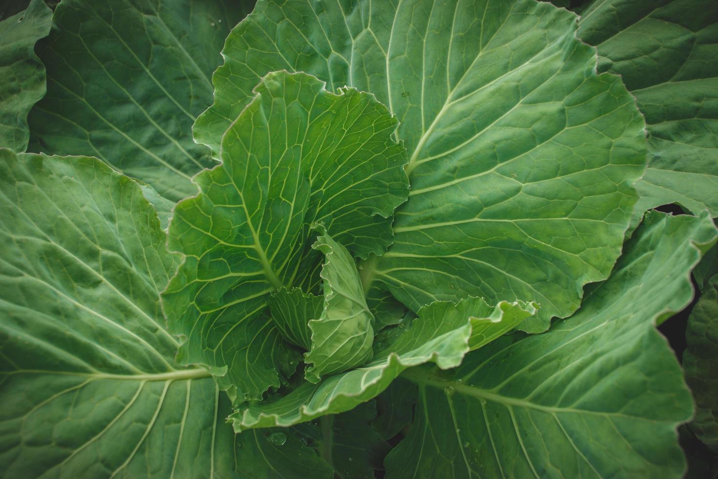 concept de fond de nature fraîche, feuille verte dans la forêt avec des gouttelettes d'eau. photo