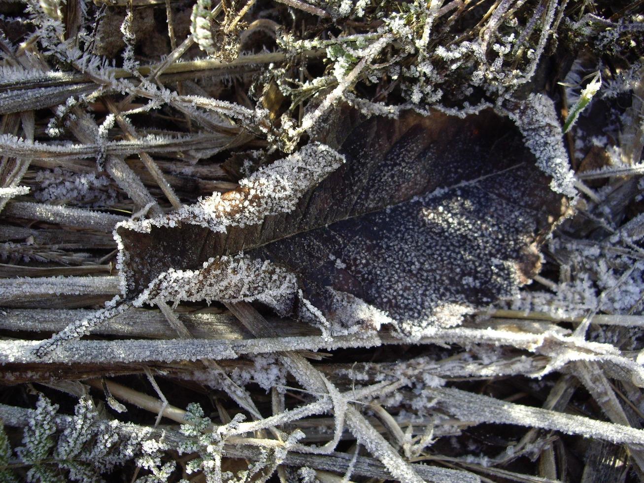 détails des plantes gelées dans la glace et la neige photo