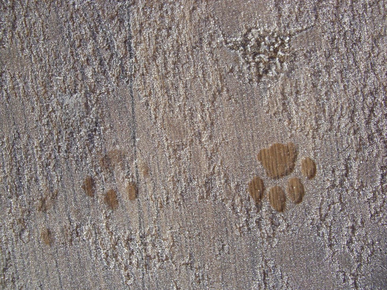 les empreintes d'animaux sont imprimées sur le sol photo