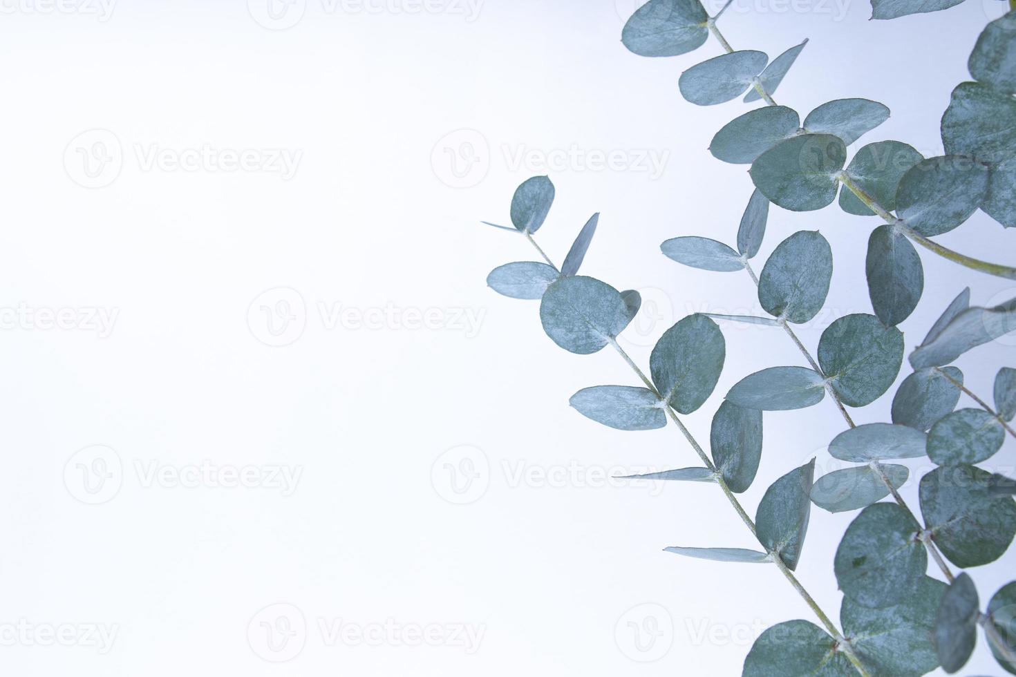 feuilles d'eucalyptus sur fond blanc. feuilles vertes bleues sur les branches pour fond naturel abstrait ou affiche photo