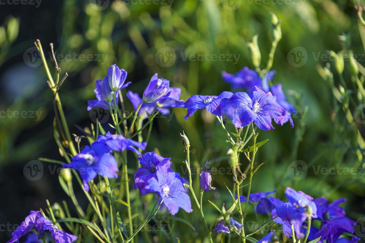 paysage naturel avec de belles fleurs bleues photo