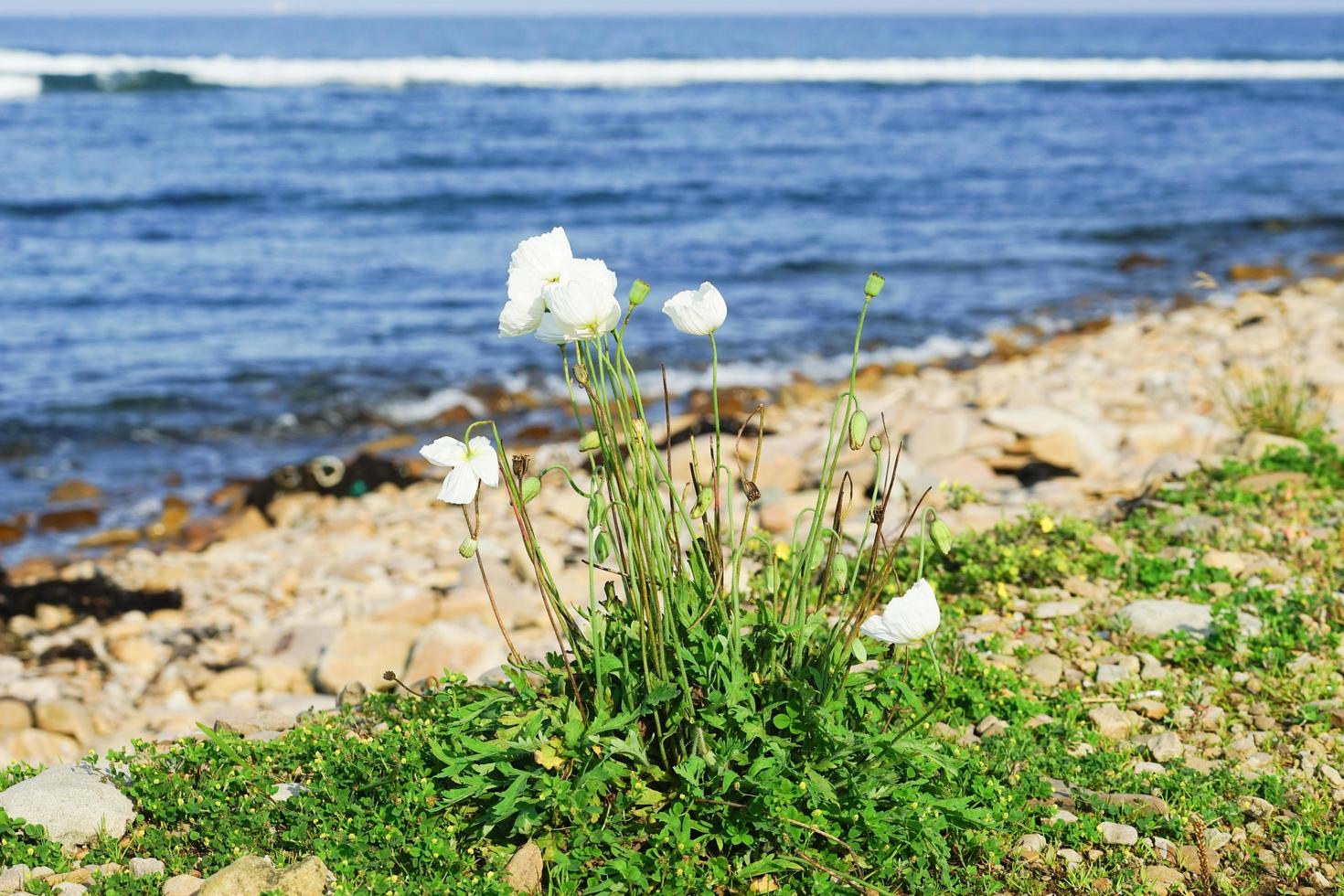 fond floral avec pavot blanc extrême-oriental. photo