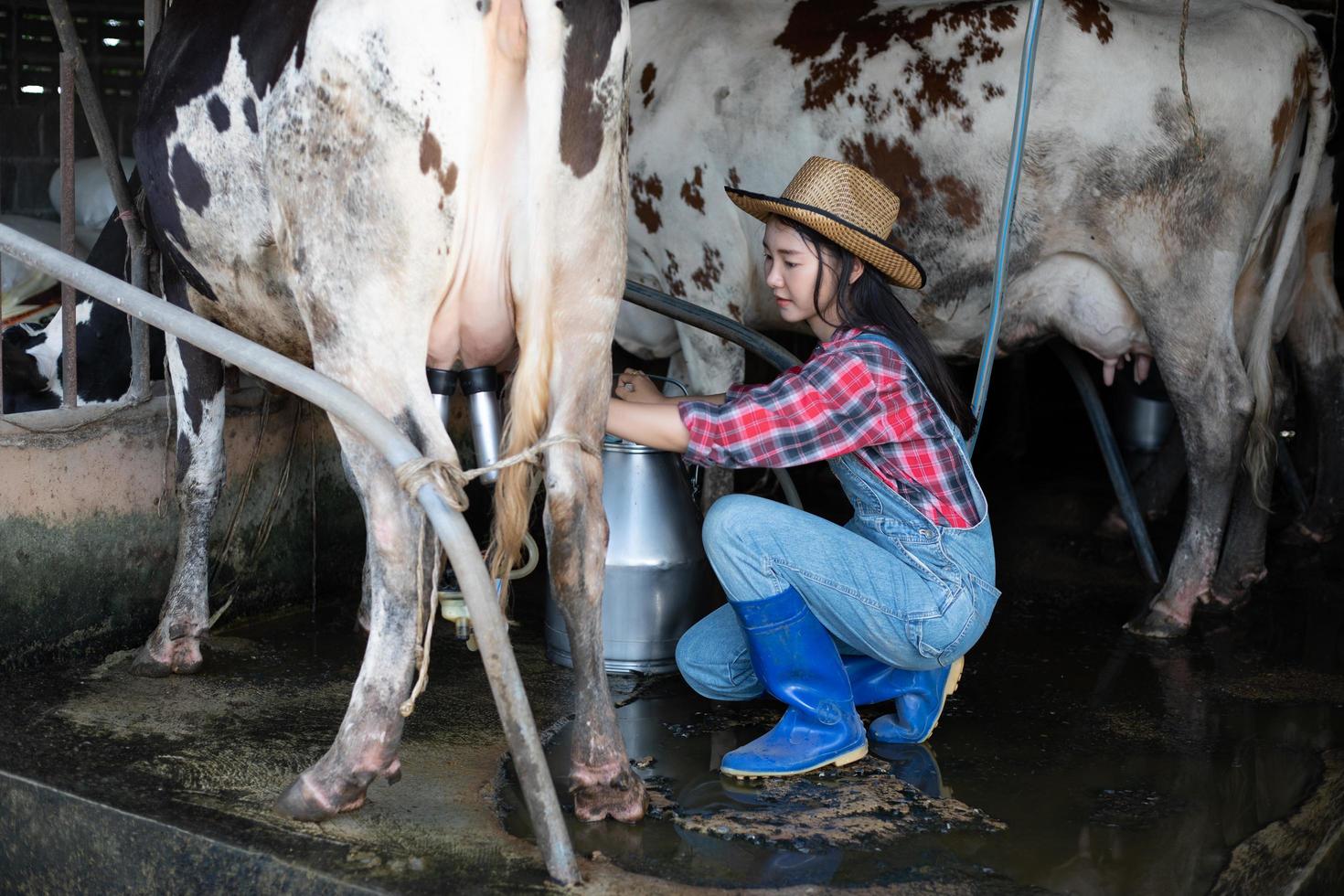 femmes asiatiques agriculture et industrie agricole et concept d'élevage - jeunes femmes ou agricultrices avec ordinateur tablette et vaches dans l'étable d'une ferme laitière avec machines à traire les vaches photo