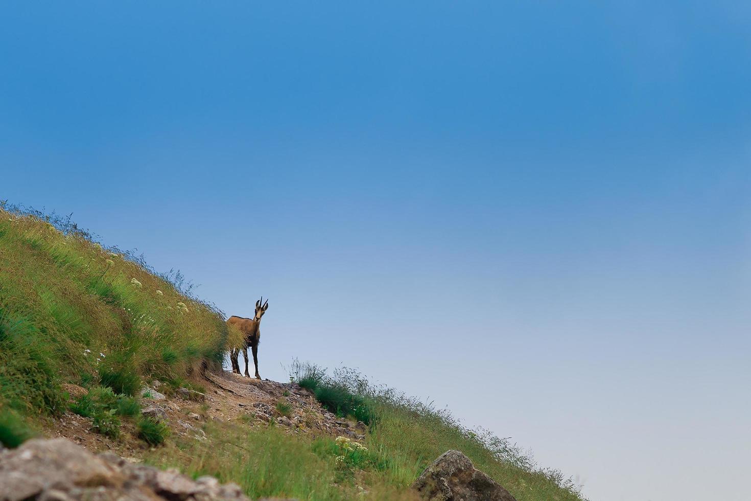 un chamois sur le chemin photo