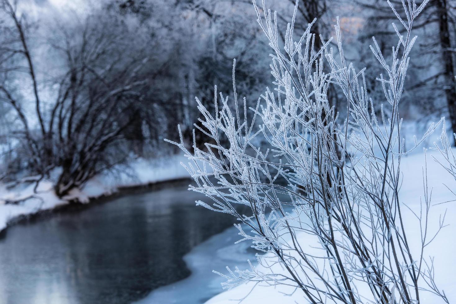 givre sur les branches près de la rivière photo