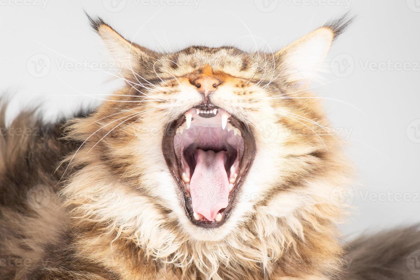 un chat maine coon bâille avec sa bouche grande ouverte photo