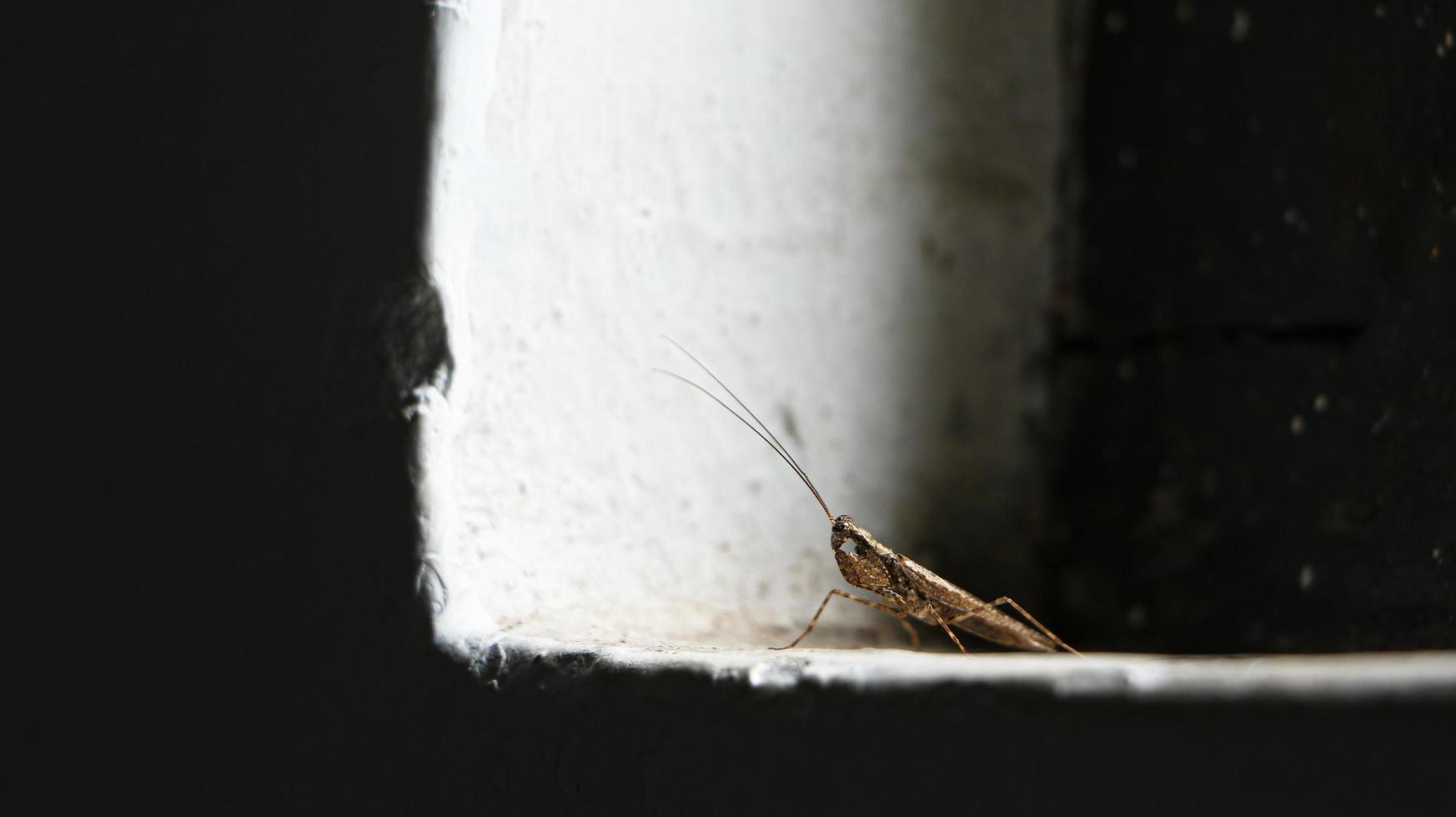 insecte dans les fenêtres de la maison photo