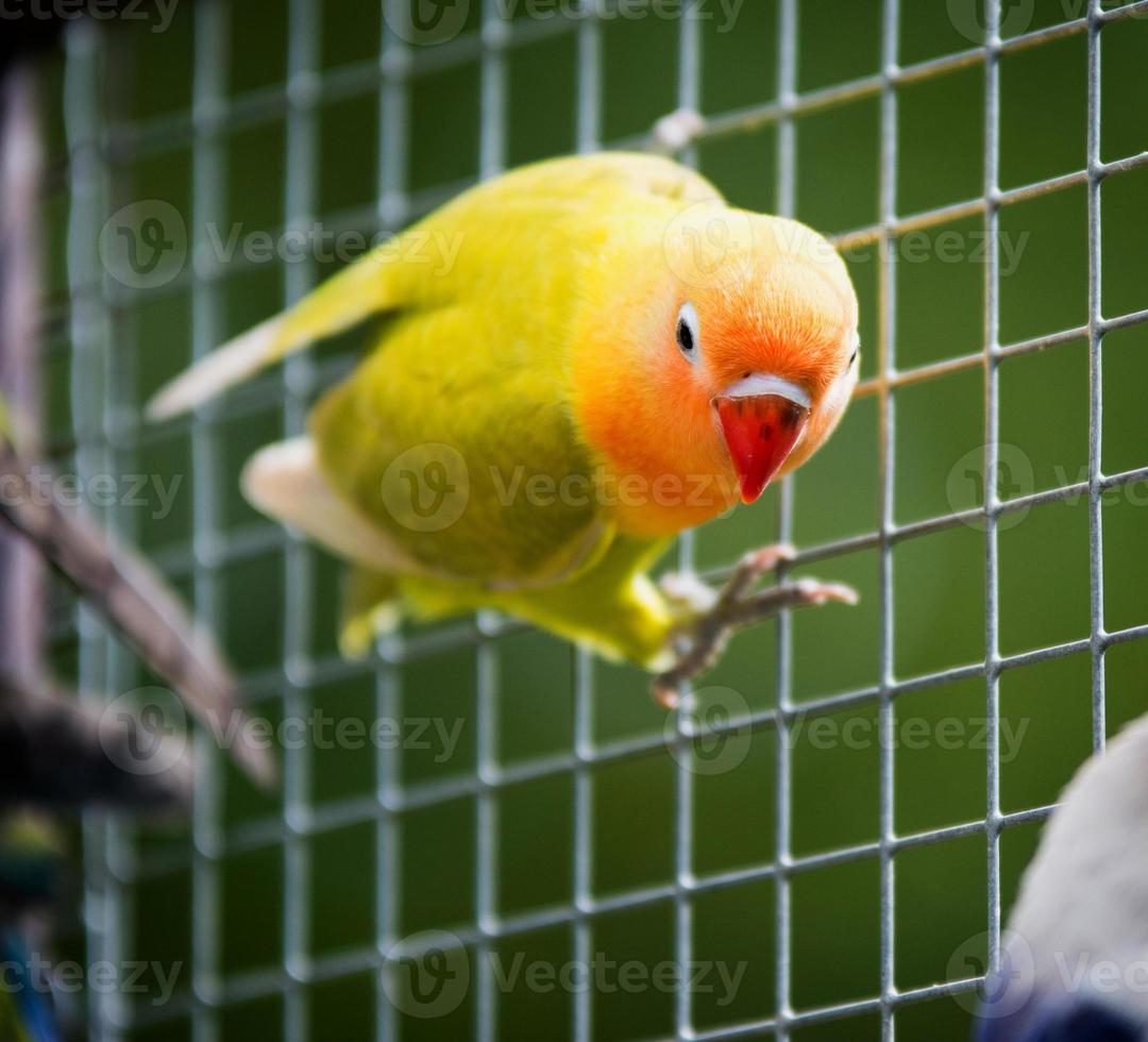 Inséparable perroquet libre en cage photo