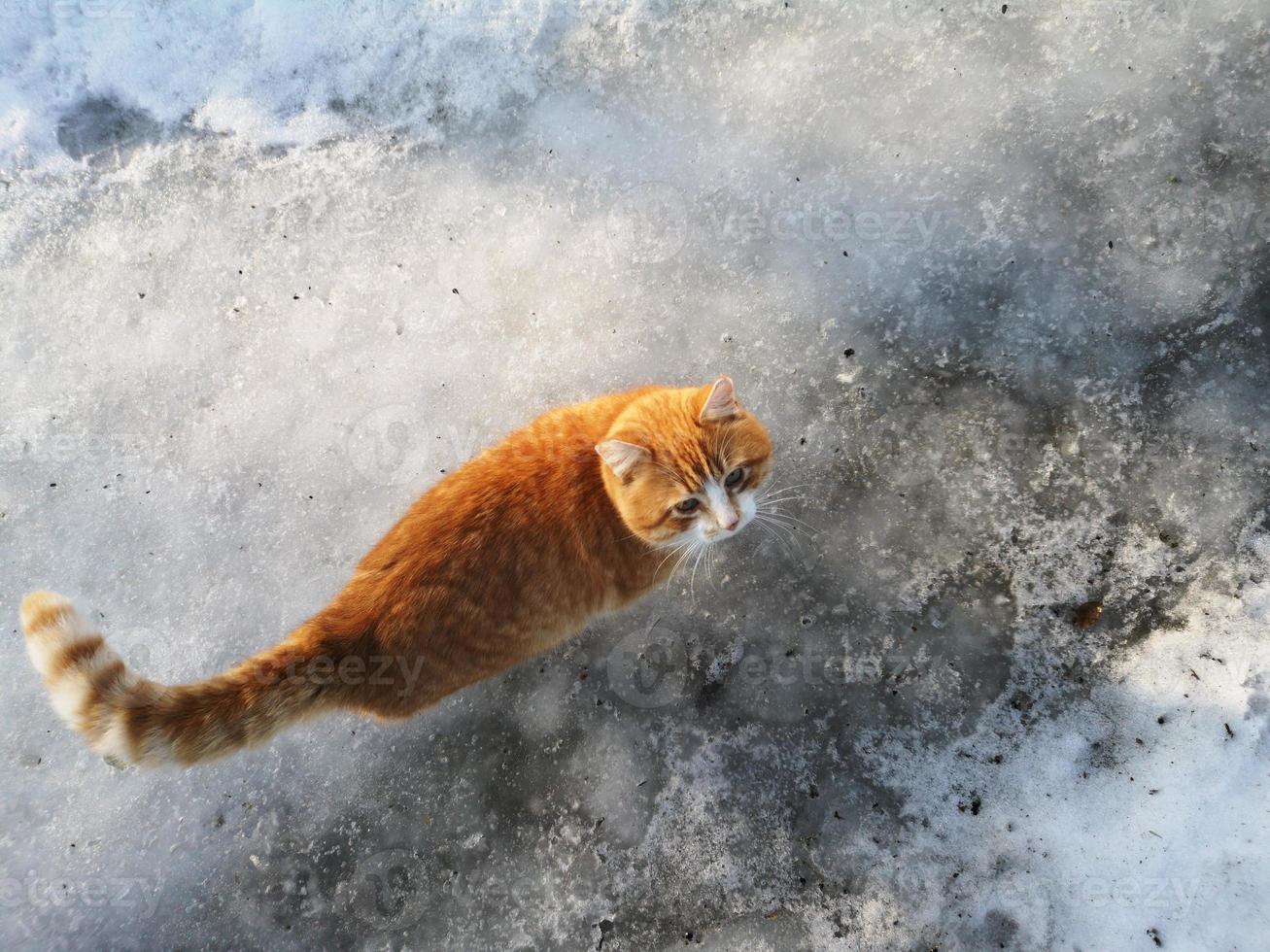 chat rouge rayé dans la neige, vue de dessus depuis l'arrière. un temps de printemps. dégel, neige fondue. photo