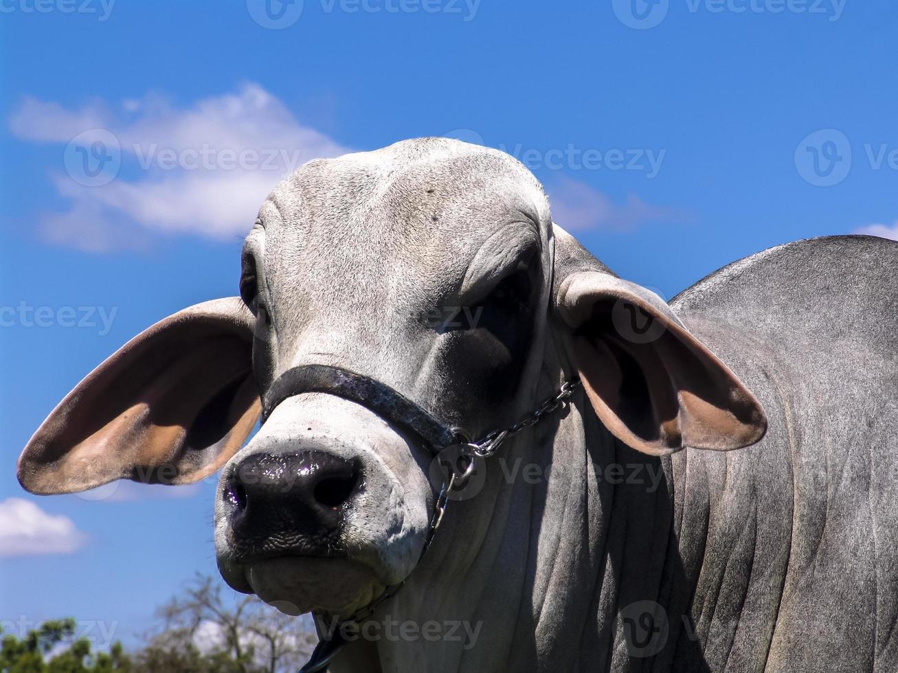 taureau brahman dans une ferme pour l'amélioration génétique des bovins de boucherie au brésil photo