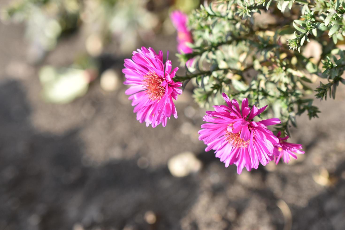 fleurs roses de l'aster arbustif en gros plan photo