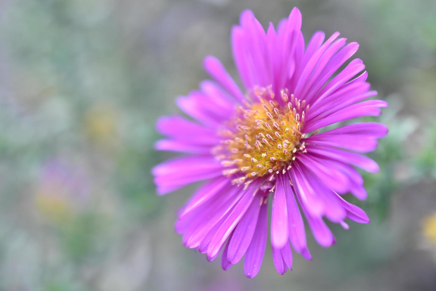 fleurs roses de l'aster arbustif en gros plan photo