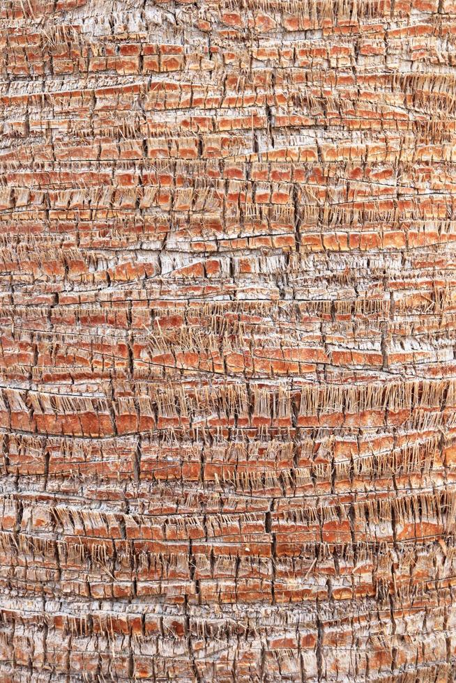 texture de motif d'écorce de palmier. fond de tronc d'arbre tropical. toile de fond en bois exotique. photo