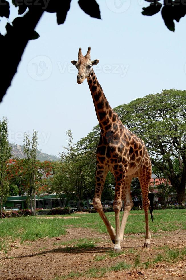 girafe au long cou marchant haut et majestueusement photo