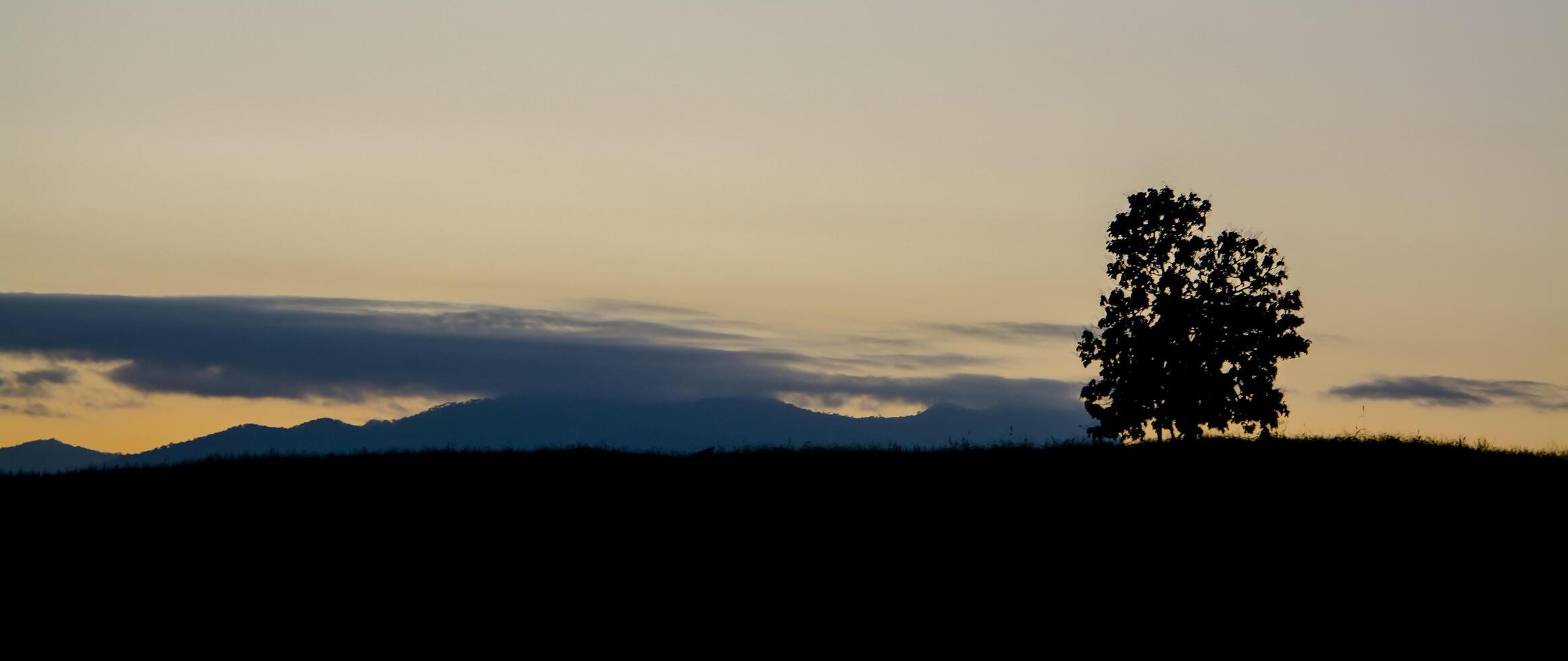 brume dans la haute montagne avec l'arbre silhouette photo