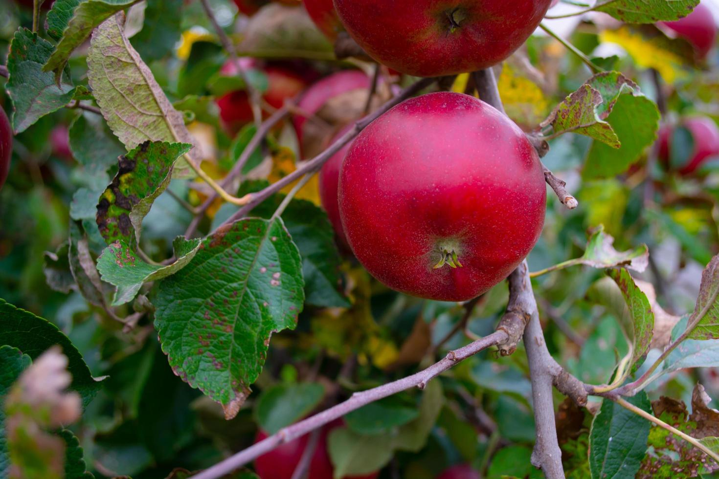 pomme rouge sur l'arbre, automne, temps de récolte. photo