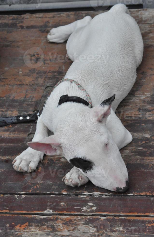 chien bull-terrier photo