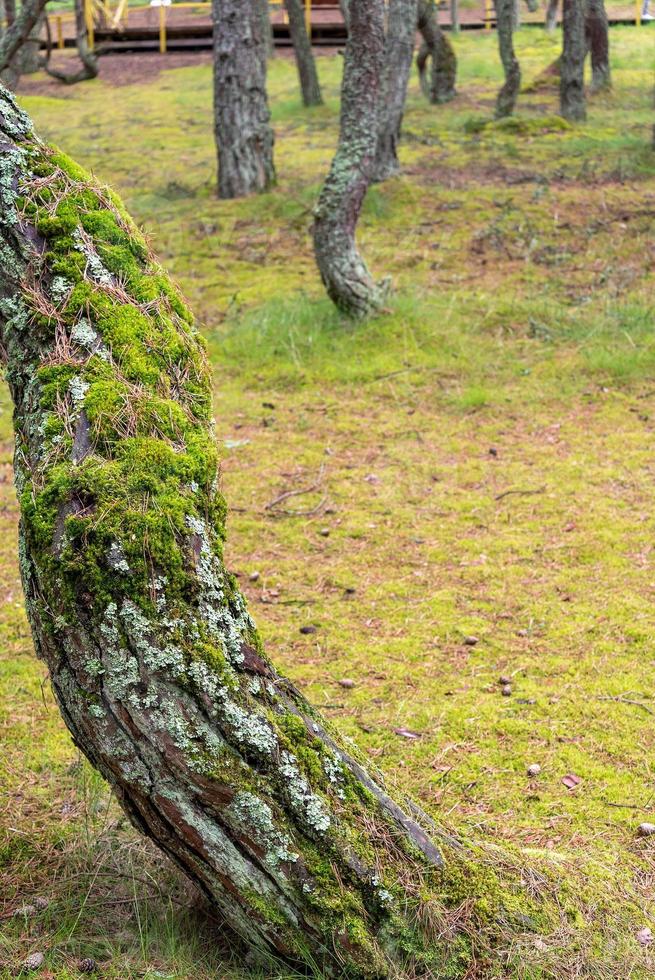 mousse sur tronc d'arbre, un vieil arbre avec de la mousse. photo