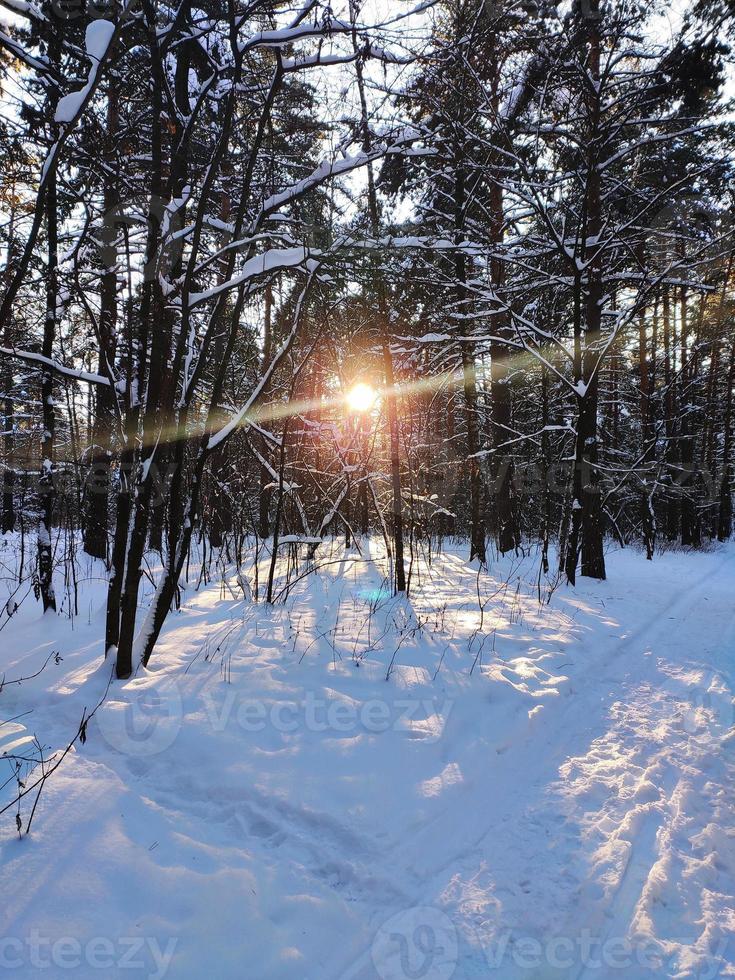 coucher de soleil dans la forêt de sapins d'hiver enneigée. les rayons du soleil traversent les troncs des arbres. photo