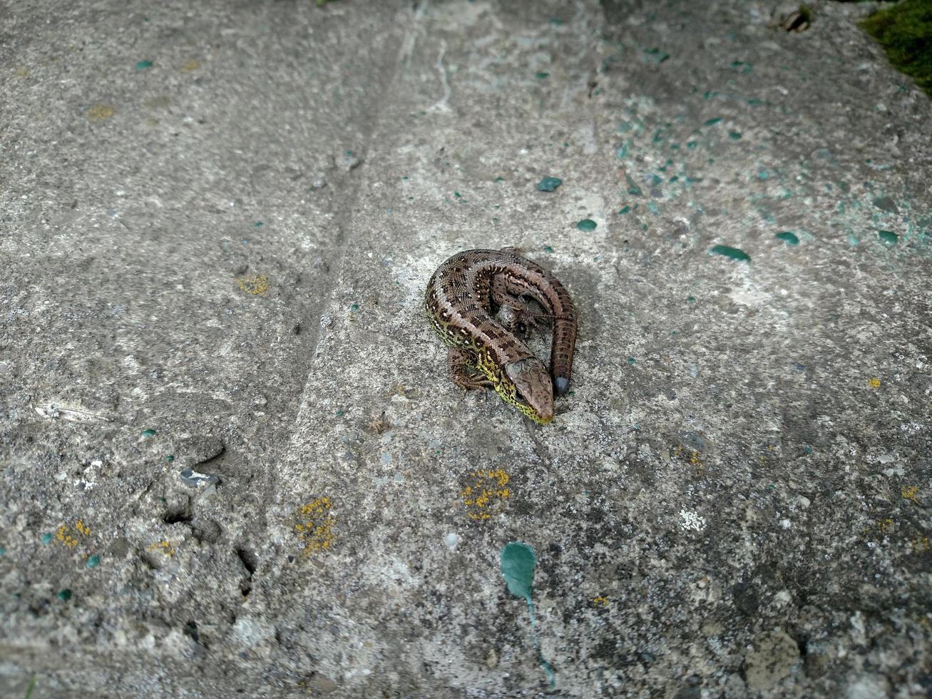 lézard sur pierre béton sans queue animal reptilia recroquevillé en jour d'été photo