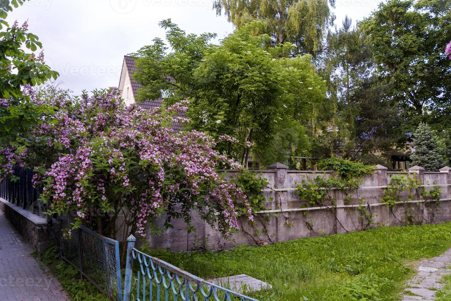 lilas et une maison de campagne un jour d'été. photo