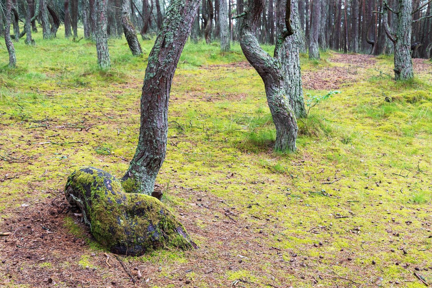 une image d'une forêt dansante sur la flèche de courlande dans la région de kaliningrad en russie. photo