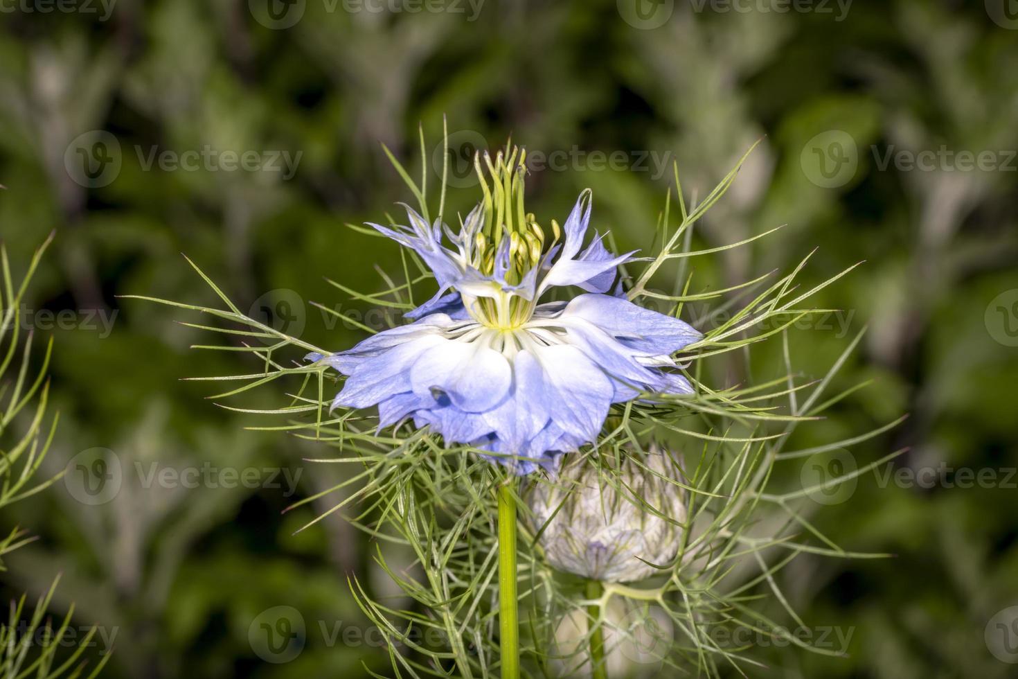 fleur de cumin noir bleu clair sur fond vert photo