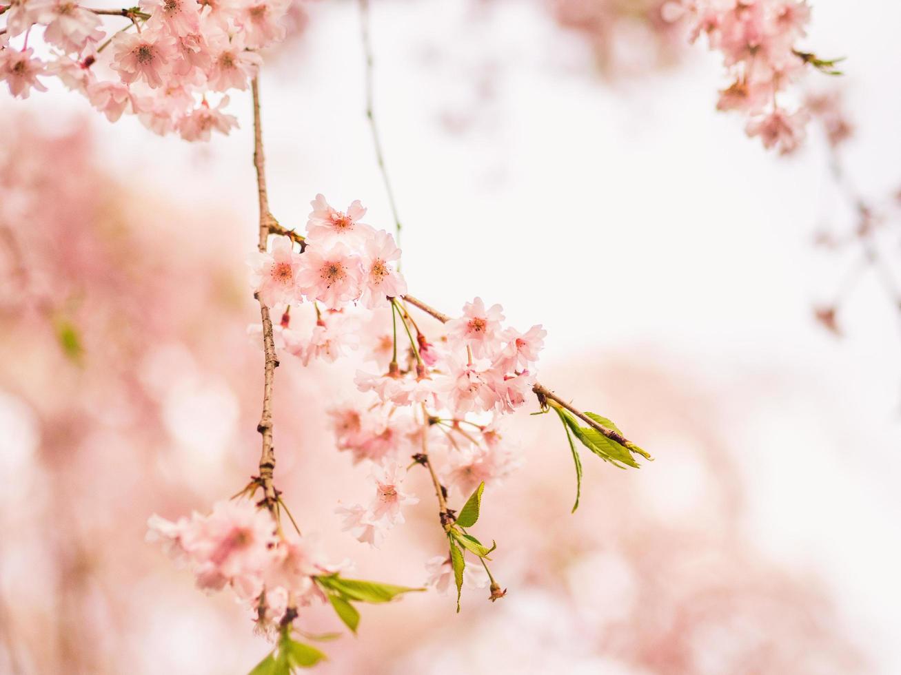 les fleurs de cerisier à mise au point douce fleurissent au printemps. photo