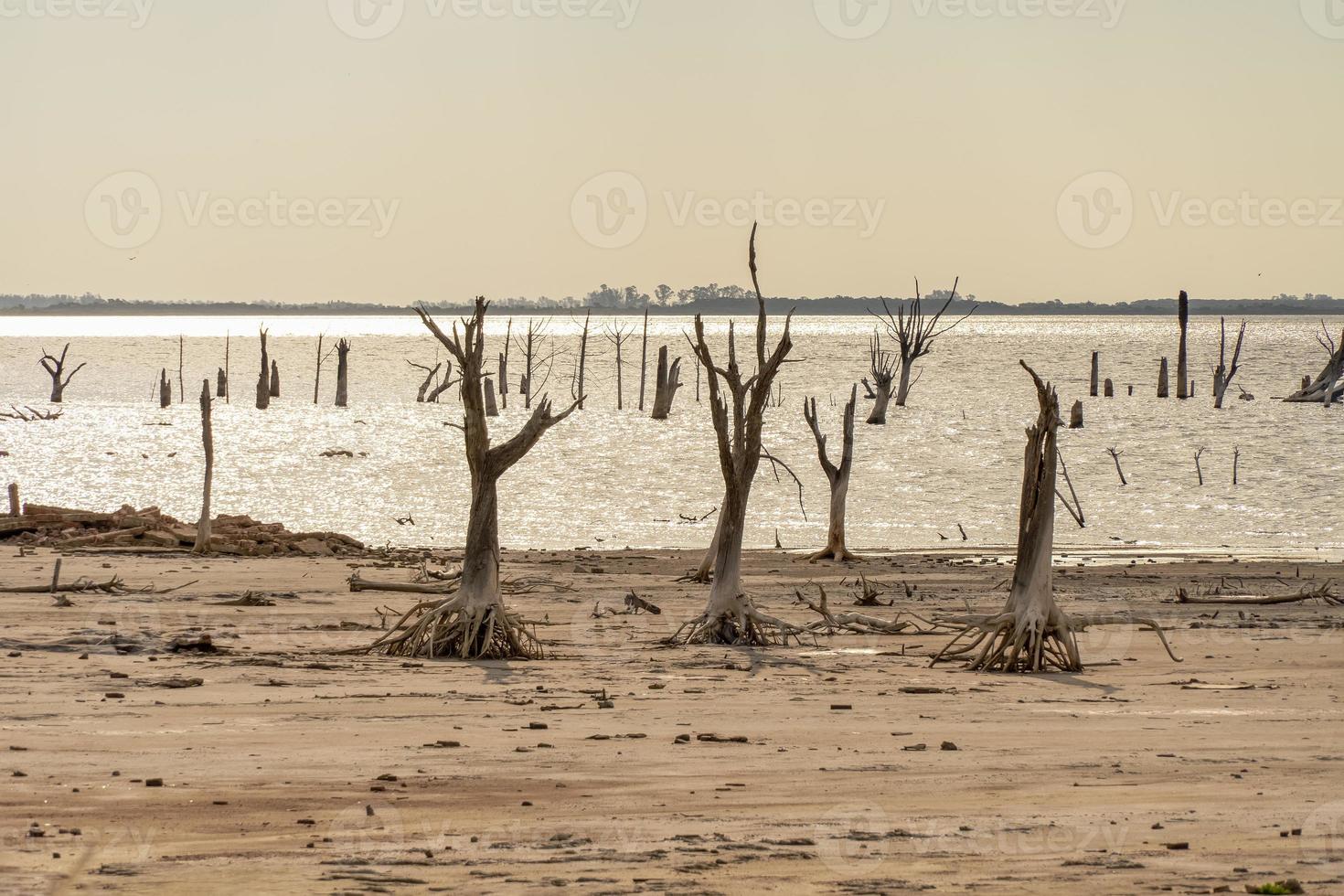 arbres morts squelettiques. paysage aux tons chauds. photo