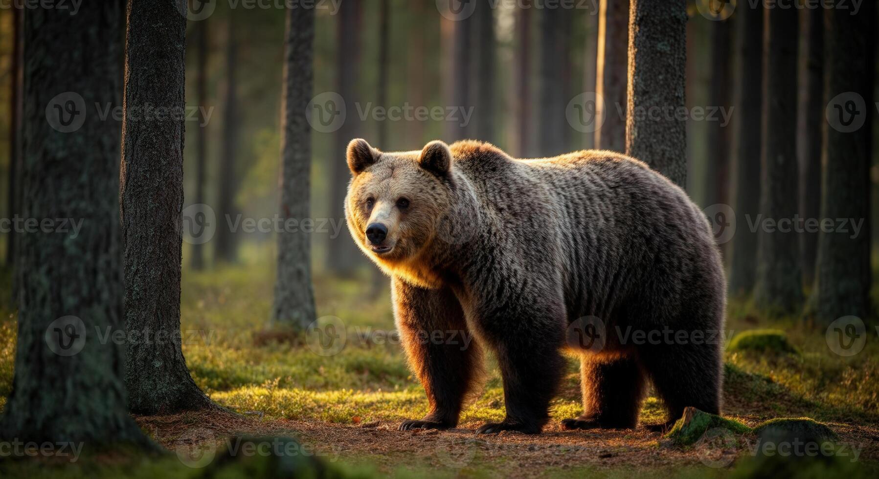 majestueux marron ours dans ensoleillé forêt clairière à d'or heure photo