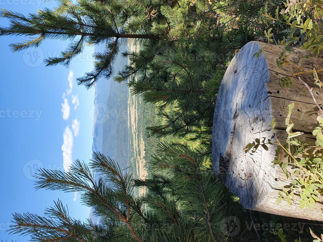 une vieille souche d'arbre sur une herbe verte entourée de jeunes conifères. photo