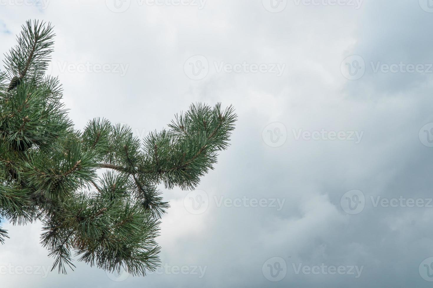 Libre d'une branche d'une épinette à aiguilles contre le ciel photo